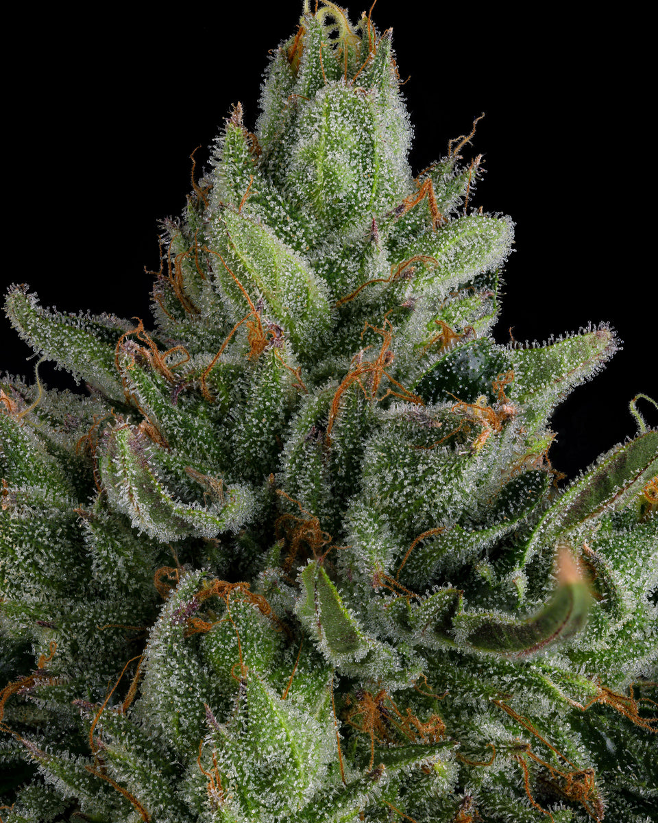 Rose-Gold-Runtz-x-The-Menthol-_3_960x1200_crop_center
