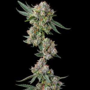 Glue 31