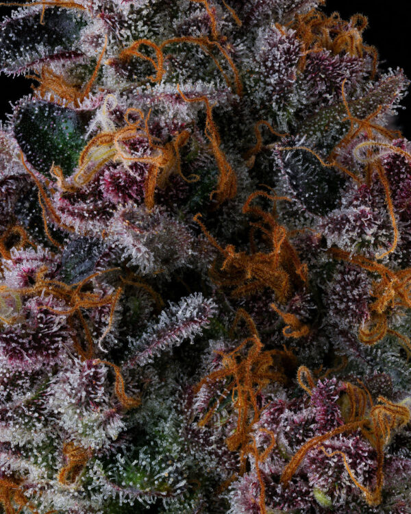 NYC Vapor - Image 4