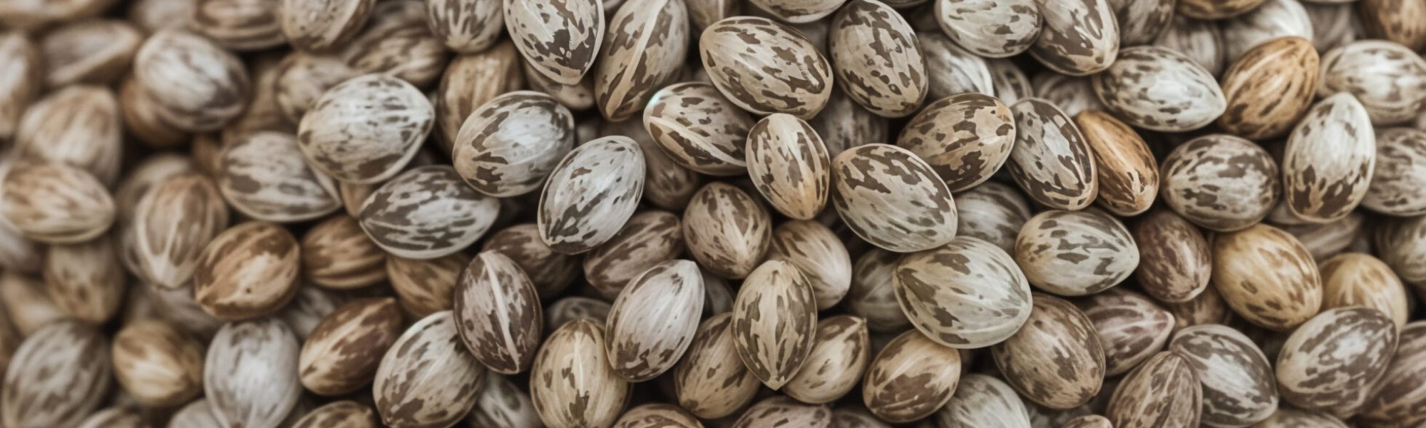 BULK CANNABIS SEEDS